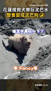 【說好的上班呢XD】太熱啦！花蓮搜救犬偷玩泥巴水 整隻變成泥巴狗