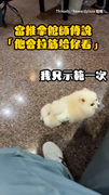 【你拉不過牠】推拿館小狗當場示範專業拉筋 輸了輸了