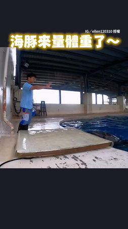 【5隻海豚輪流量體重】上下岸流暢動作超古溜！