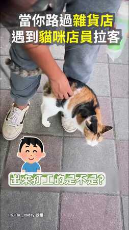 【可以買店員嗎？】逛街遇雜貨店貓纏人攬客　狂蹭腿+甜叫萌度破表
