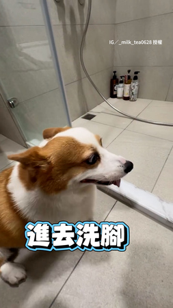 【進去洗腳不是喝水】調皮柯基想偷喝地板水　爸無奈不停阻止XD