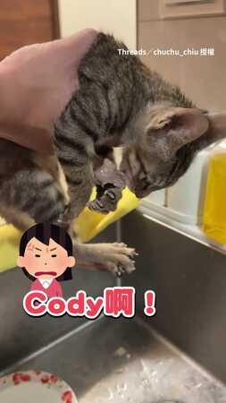 【死守肉肉！】貪吃貓偷吃滑蛋牛肉被主人抓到不肯放XD