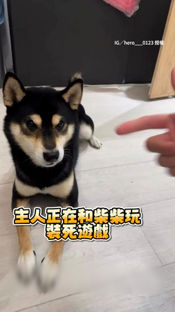 【演技派柴柴】配合主人演裝死哀號！太多發最後直接擺爛XD