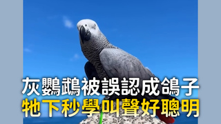 灰鸚鵡被誤認成鴿子　牠下秒學叫聲好聰明