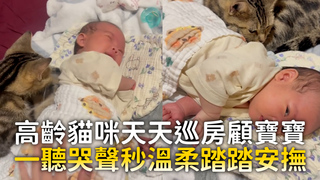 高齡貓咪天天巡房顧寶寶　一聽哭聲秒溫柔踏踏安撫