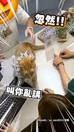 【叫你亂說話！】店員講錯話下秒被橘貓掌嘴伺候