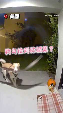 【偶就要這根！】狗叼超巨棕櫚葉堅持帶回家XD