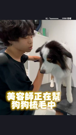 【再舔一下就好】美容師幫狗狗梳毛中　牠竟忍不住直接開舔XD