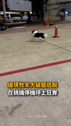 【託運犬逃脫】邊境牧羊犬在桃機停機坪狂奔！花2小時才「緝拿歸案」