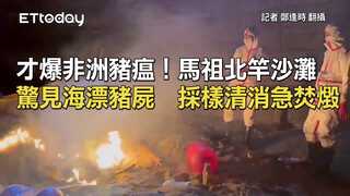 才爆非洲豬瘟！馬祖北竿沙灘驚見海漂豬屍　採樣清消急焚燬