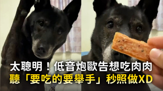 太聰明！低音炮歐告想吃肉肉　聽「要吃的要舉手」秒照做XD