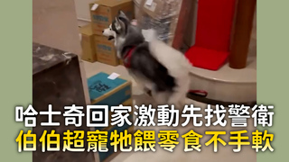 哈士奇回家激動先找警衛　伯伯超寵牠餵零食不手軟