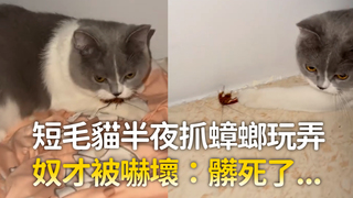 短毛貓半夜抓蟑螂玩弄　奴才被嚇壞：髒死了...
