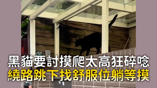 黑貓要討摸爬太高狂碎唸　繞路跳下找舒服位躺等摸