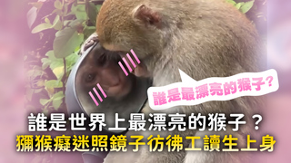 誰是世界上最漂亮的猴子？　獼猴癡迷照鏡子彷彿工讀生上身