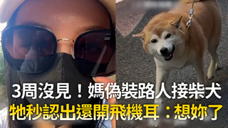 3周沒見！媽偽裝路人接柴犬　牠秒認出還開飛機耳：想妳了