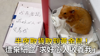 半夜取貨取到黃金鼠！　遭棄紙盒「求好心人收養我」