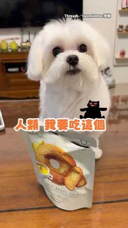 【攏麥呷】馬爾濟斯吃不到竟怒踢零食...大家都別吃XD