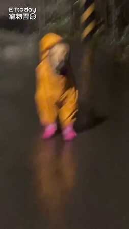 阿金穿雨鞋「同手同腳」超無奈　四肢默契不好還是乖乖棒賽