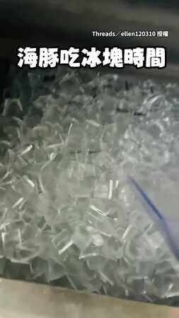 【海豚也有傲嬌的一面XD】自己不吃冰塊見同伴要吃竟把對方擠開！