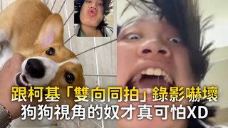 跟柯基「雙向同拍」錄影嚇壞　狗狗視角的奴才真可怕XD