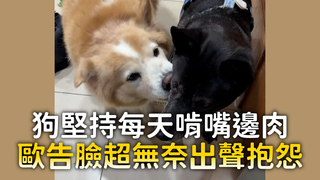 狗堅持每天啃嘴邊肉　歐告臉超無奈出聲抱怨