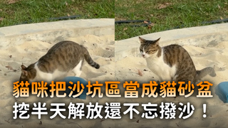 貓咪把沙坑區當成貓砂盆　挖半天解放還不忘撥沙！