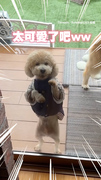 【我最獨特】身旁大狗臉超厭世 轉頭就見貴賓狗在跳曼波舞XD