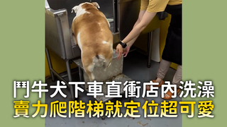 鬥牛犬下車直衝店內洗澡　賣力爬階梯就定位超可愛