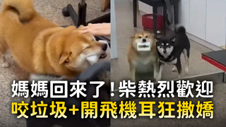 媽媽回來了！柴熱烈歡迎　咬垃圾+開飛機耳狂撒嬌