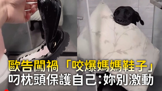 歐告闖禍「咬爆媽媽鞋子」　叼枕頭保護自己：妳別激動