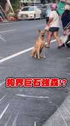 【狗界巨石強森？】路上遇超壯黃狗！還以為是袋鼠