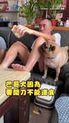 【分我吃啦！】巴哥犬禁食中...看阿公吃麵包臉超委屈QQ