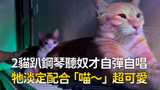 2貓趴鋼琴聽奴才自彈自唱　牠淡定配合「喵～」超可愛