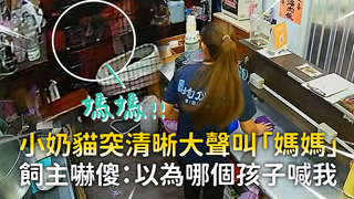 小奶貓突清晰大聲叫「媽媽」　飼主嚇傻：以為哪個孩子喊我