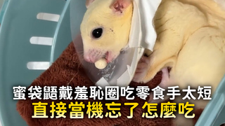 蜜袋鼯戴羞恥圈吃零食手太短　直接當機忘了怎麼吃