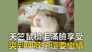 天竺鼠梳毛滿臉享受 爽到伸脖子還要繼續