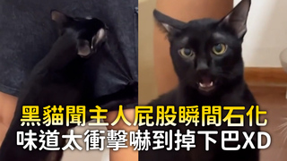 黑貓聞主人屁股瞬間石化　味道太衝擊嚇到掉下巴XD