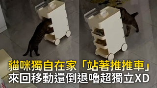 貓咪獨自在家「站著推推車」　來回移動還倒退嚕超獨立XD