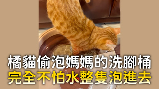 橘貓偷泡媽媽的洗腳桶　完全不怕水整隻泡進去