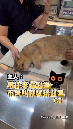 【醫病關係極好XD】帶貓貓看獸醫結果牠超熱情狂騷擾醫生