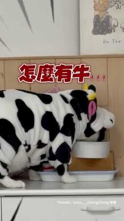【這不是牛是貓啦XD】7公斤貓駕馭乳牛裝　肚肚成最大亮點