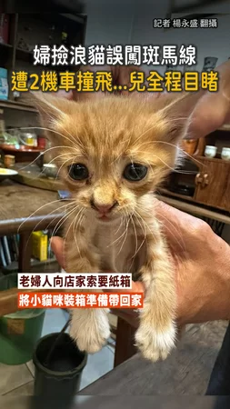 【兒親眼目睹】婦撿浪貓誤闖斑馬線　遭2機車撞飛...