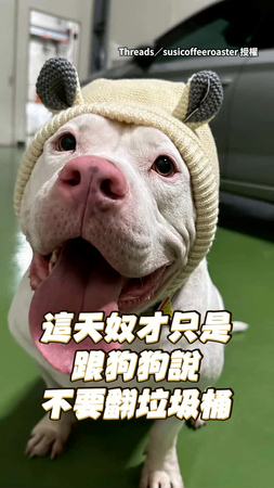 【狗型坦克】33KG惡霸犬被勸不要翻垃圾桶 下秒轉頭撞飛大門