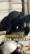 【黑熊出沒闖工寮】黑熊探頭擠進工寮！村民合作誘捕