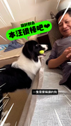 【邊牧犬求誇誇】接到球秒跑爸身旁討稱讚XD