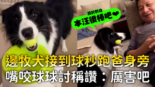 邊牧犬接到球秒跑爸身旁　嘴咬球球討稱讚：厲害吧