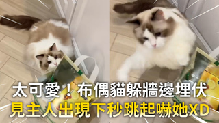 太可愛！布偶貓躲牆邊埋伏　見主人出現下秒跳起嚇她XD