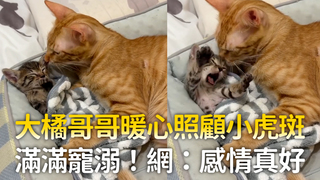 大橘哥哥暖心照顧小虎斑　滿滿寵溺！網：感情真好