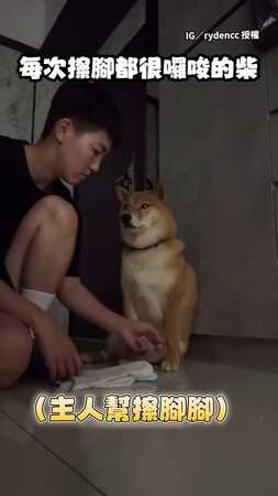 【來不及傲嬌】柴柴一擦腳就低吼…下秒被主人拿捏啦XD